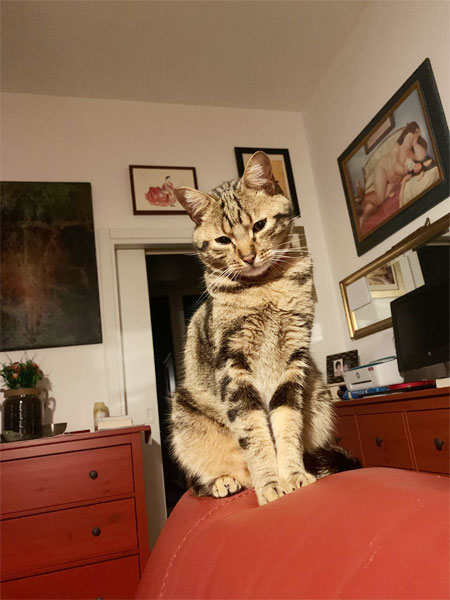Hotel Migani 2 stelle Rimini Animali ammessi